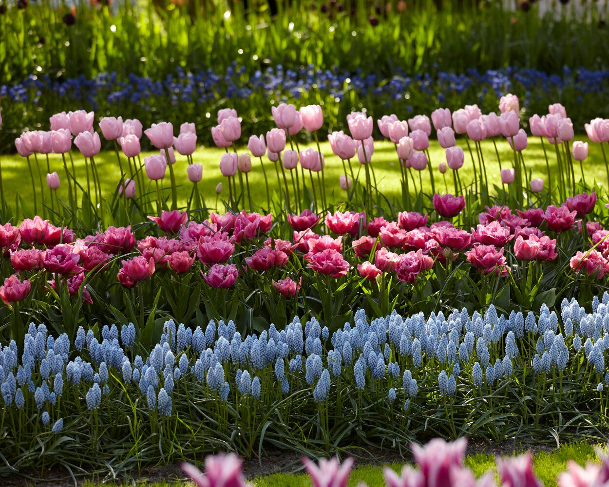 Muscari 'Valerie Finnis' 7 Muscari 'Valerie Finnis' - Image 7