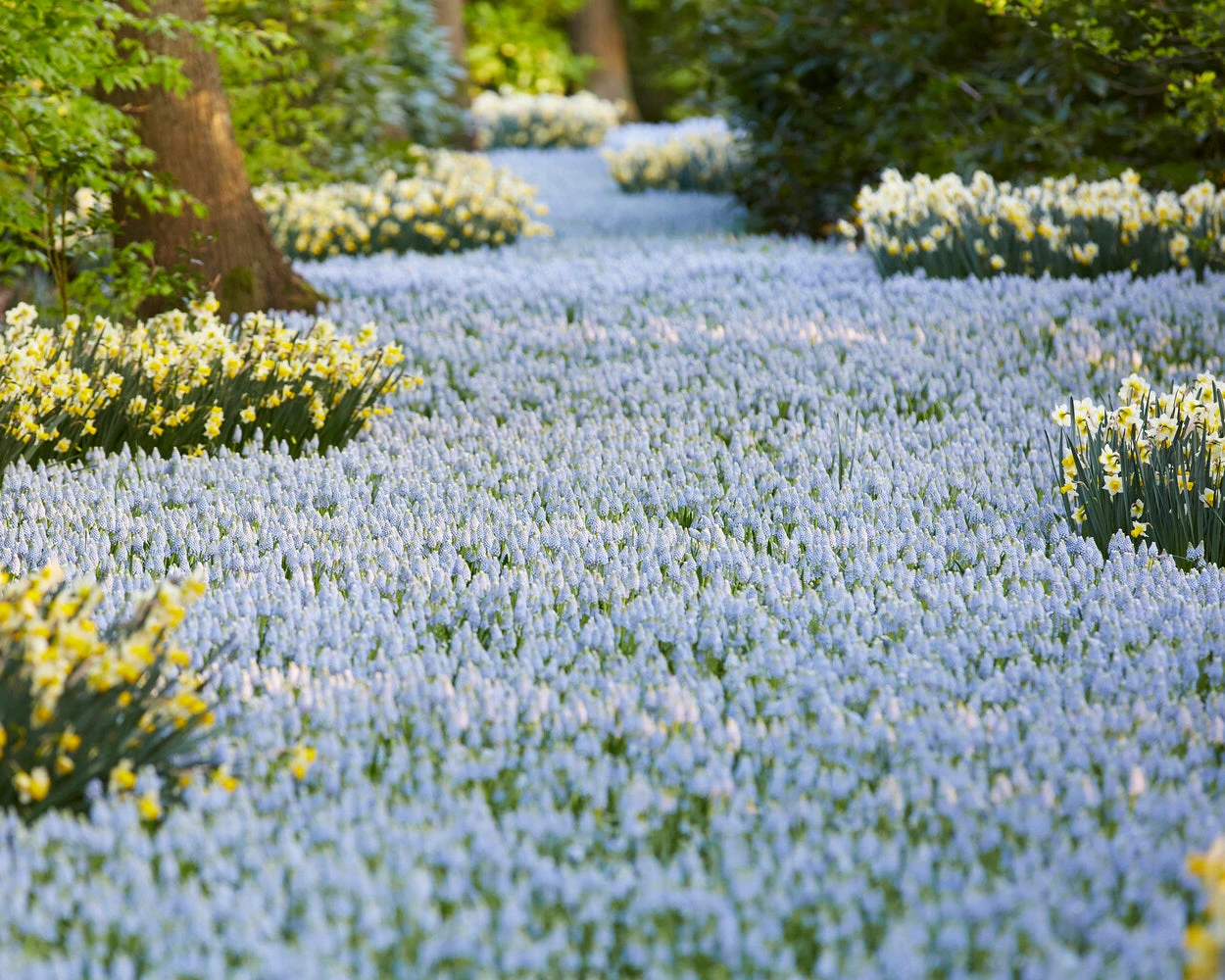 Muscari 'Valerie Finnis' 8 Muscari 'Valerie Finnis' - Image 8