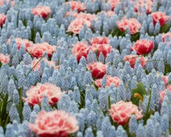 Muscari 'Valerie Finnis' 20 Muscari 'Valerie Finnis' -Plants And Flowers Shop muscari valerie finnis 7
