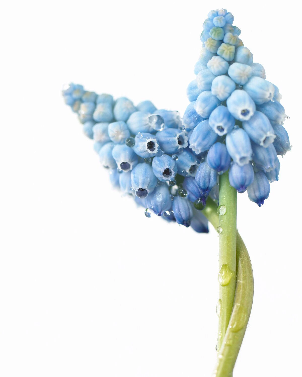 Muscari 'Valerie Finnis' 10 Muscari 'Valerie Finnis' - Image 10