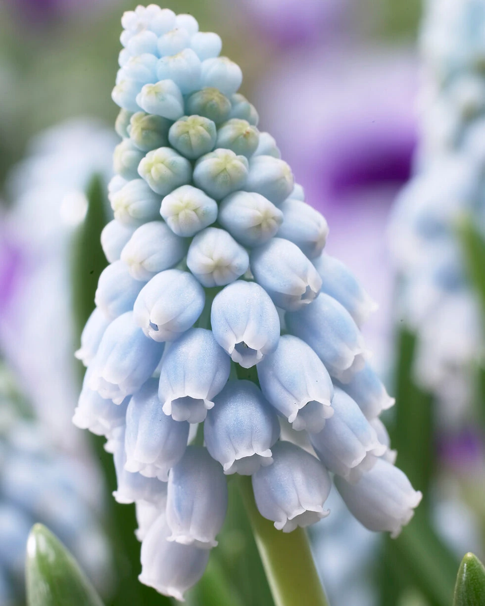 Muscari 'Valerie Finnis' 1 Muscari 'Valerie Finnis'