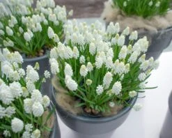 Muscari 'White Magic' -Plants And Flowers Shop muscari white magic 1