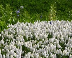 Muscari 'White Magic' -Plants And Flowers Shop muscari white magic 2 564b782a 503b 4454 a9b1 db95dae69540