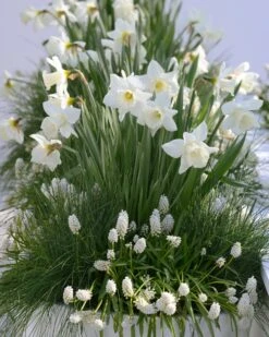 Muscari 'White Magic' -Plants And Flowers Shop muscari white magic 6