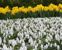 Muscari 'White Magic' -Plants And Flowers Shop muscari white magic 8