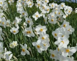 Narcissus 'Pheasant's Eye' -Plants And Flowers Shop narcissus actaea 3