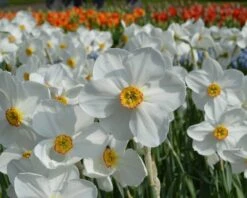 Narcissus 'Pheasant's Eye' -Plants And Flowers Shop narcissus actaea 4