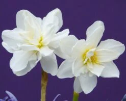Narcissus 'Albus Plenus Odoratus' -Plants And Flowers Shop narcissus albus plenus odoratus 2