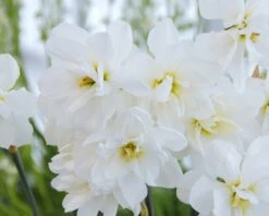 Narcissus 'Albus Plenus Odoratus' -Plants And Flowers Shop narcissus albus plenus odoratus 4