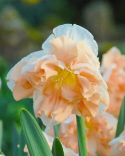 Narcissus 'Apricot Whirl' -Plants And Flowers Shop narcissus apricot whirl 1