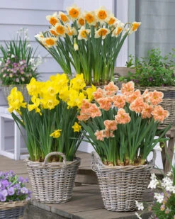 Narcissus 'Apricot Whirl' -Plants And Flowers Shop narcissus apricot whirl 1 0d66f2bb c156 4d2b 99d3 3f34cee26718