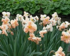Narcissus 'Apricot Whirl' -Plants And Flowers Shop narcissus apricot whirl 2