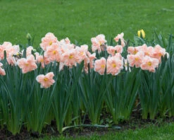 Narcissus 'Apricot Whirl' -Plants And Flowers Shop narcissus apricot whirl 3