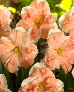 Narcissus 'Apricot Whirl' -Plants And Flowers Shop narcissus apricot whirl 3 1cc84afe 72dc 49e7 8698 7a1dcaa6451b
