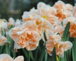 Narcissus 'Apricot Whirl' -Plants And Flowers Shop narcissus apricot whirl 4