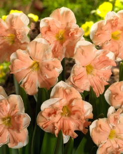 Narcissus 'Apricot Whirl' -Plants And Flowers Shop narcissus apricot whirl 4 bde1627f c295 4211 80c8 276a6866e0b3