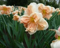 Narcissus 'Apricot Whirl' -Plants And Flowers Shop narcissus apricot whirl 5