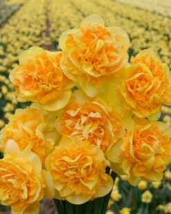 Narcissus 'Art Perfume' 9 Narcissus 'Art Perfume' -Plants And Flowers Shop narcissus art perfume 1