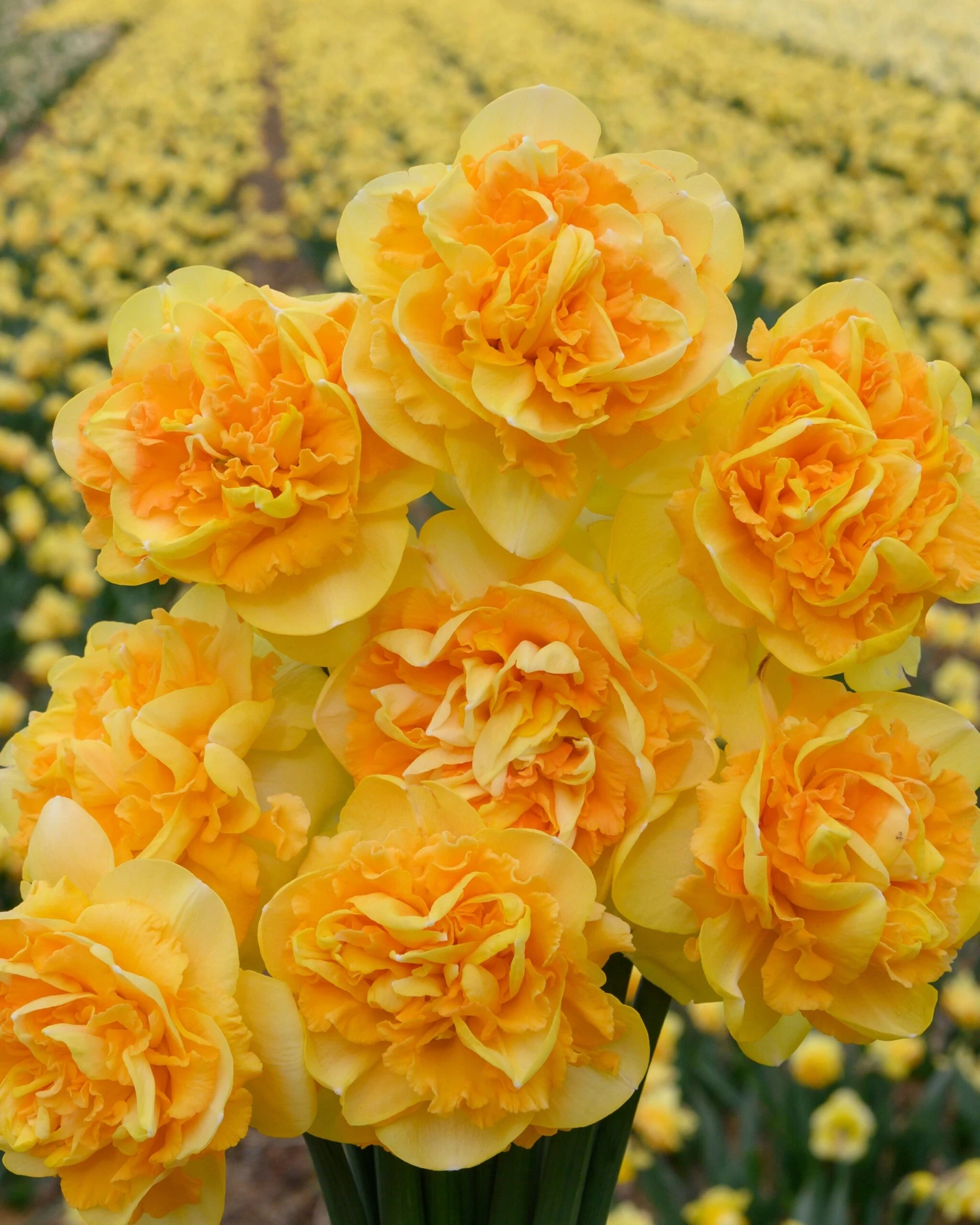 Narcissus 'Art Perfume' 4 Narcissus 'Art Perfume' - Image 4