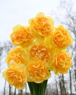 Narcissus 'Art Perfume' 10 Narcissus 'Art Perfume' -Plants And Flowers Shop narcissus art perfume 2