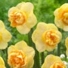 Narcissus 'Art Perfume'
