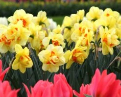 Narcissus 'Ascot' -Plants And Flowers Shop narcissus ascot 2