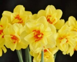 Narcissus 'Ascot' -Plants And Flowers Shop narcissus ascot 3