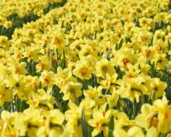 Narcissus 'Ascot' -Plants And Flowers Shop narcissus ascot 4