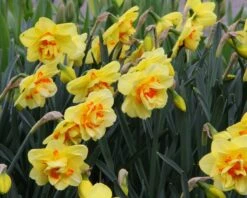 Narcissus 'Ascot' -Plants And Flowers Shop narcissus ascot 8