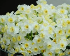 Narcissus 'Avalanche' -Plants And Flowers Shop narcissus avalanche 2