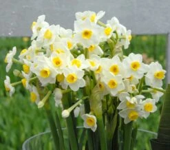Narcissus 'Avalanche' -Plants And Flowers Shop narcissus avalanche 3