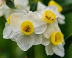 Narcissus 'Avalanche' -Plants And Flowers Shop narcissus avalanche 4