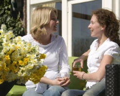 Narcissus 'Avalanche' -Plants And Flowers Shop narcissus avalanche 7