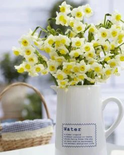 Narcissus 'Avalanche' -Plants And Flowers Shop narcissus avalanche 8