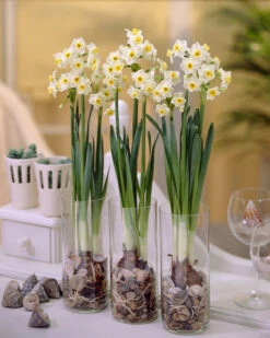 Narcissus 'Avalanche' -Plants And Flowers Shop narcissus avalanche 9