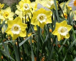 Narcissus 'Avalon' -Plants And Flowers Shop narcissus avalon 3
