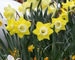 Narcissus 'Avalon' -Plants And Flowers Shop narcissus avalon 4