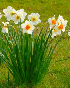 Narcissus 'Barrett Browning' 18 Narcissus 'Barrett Browning' -Plants And Flowers Shop narcissus barrett browning 1