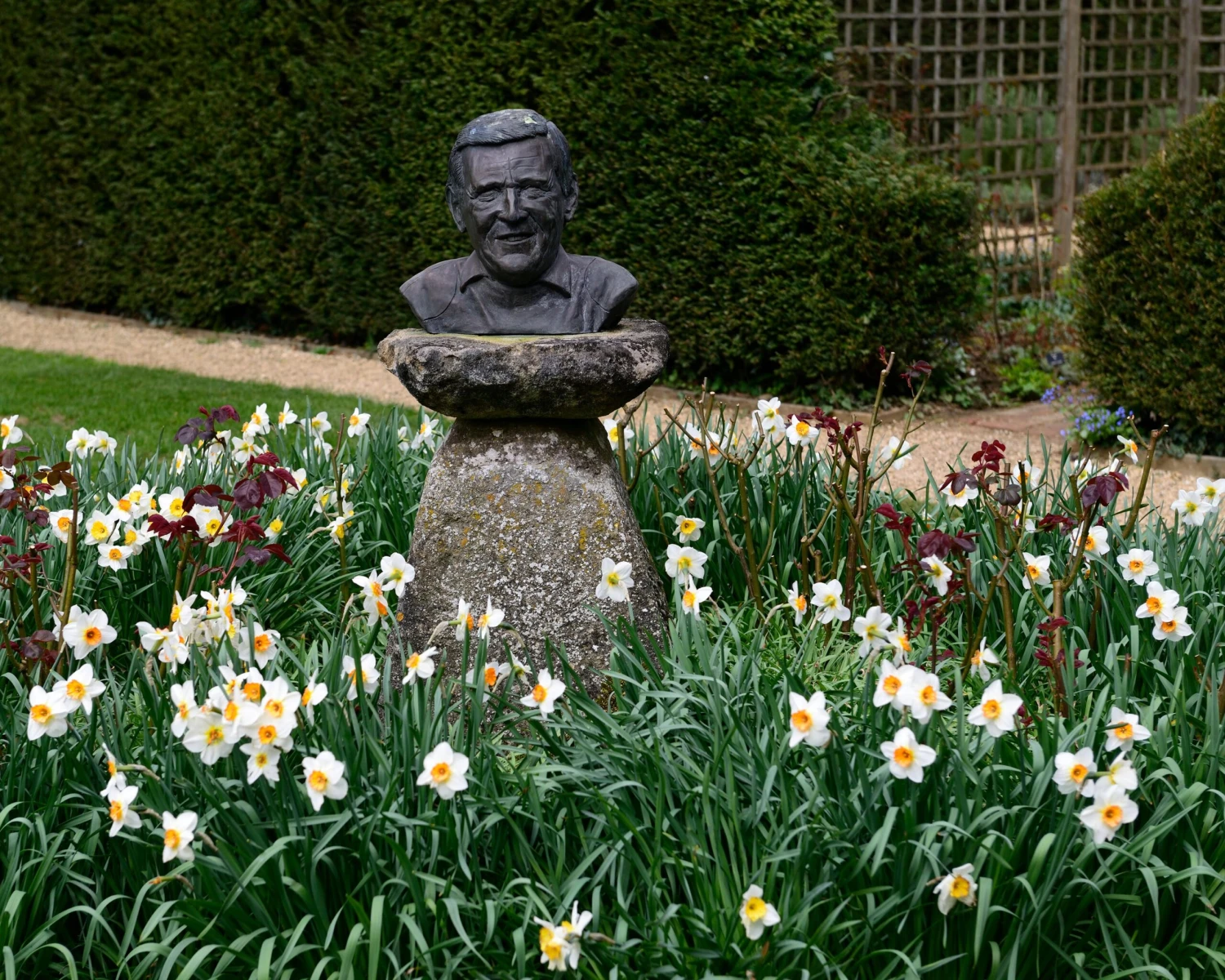 Narcissus 'Barrett Browning' 11 Narcissus 'Barrett Browning' - Image 11