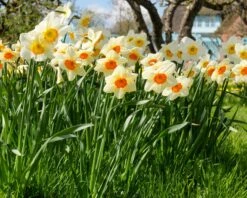 Narcissus 'Barrett Browning' 26 Narcissus 'Barrett Browning' -Plants And Flowers Shop narcissus barrett browning 11