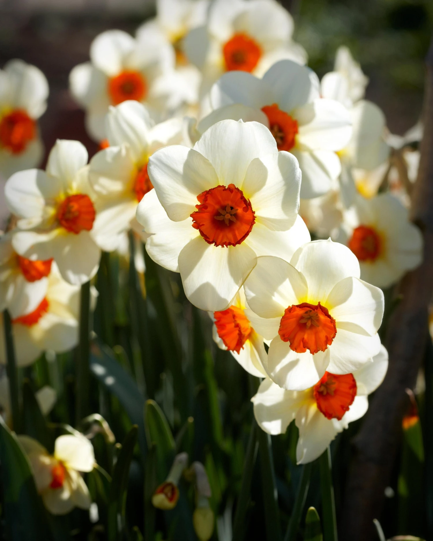 Narcissus 'Barrett Browning' 7 Narcissus 'Barrett Browning' - Image 7