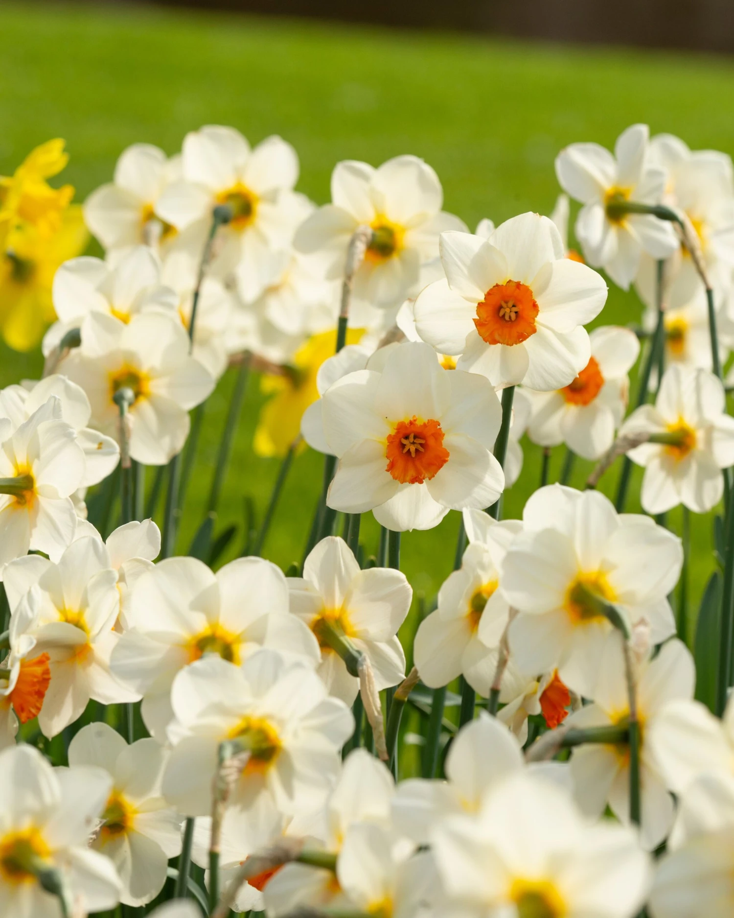 Narcissus 'Barrett Browning' 3 Narcissus 'Barrett Browning' - Image 3