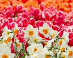 Narcissus 'Barrett Browning' 19 Narcissus 'Barrett Browning' -Plants And Flowers Shop narcissus barrett browning 7