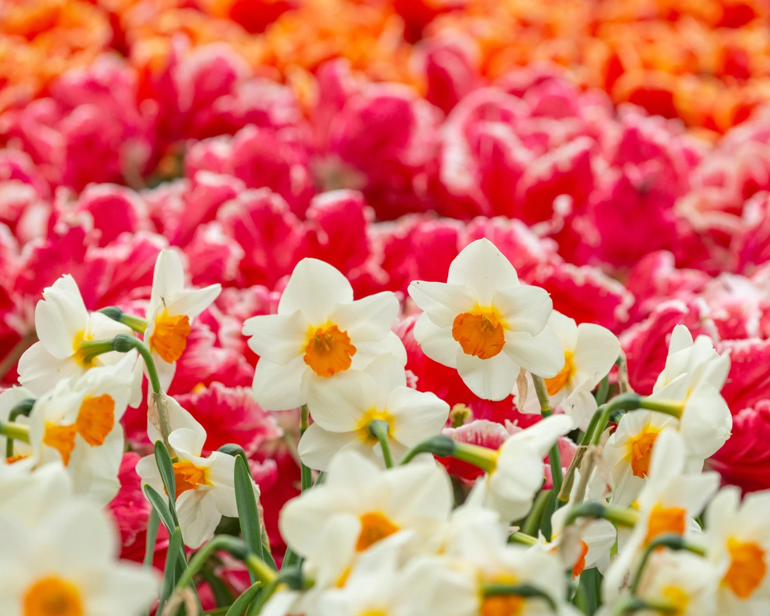 Narcissus 'Barrett Browning' 6 Narcissus 'Barrett Browning' - Image 6