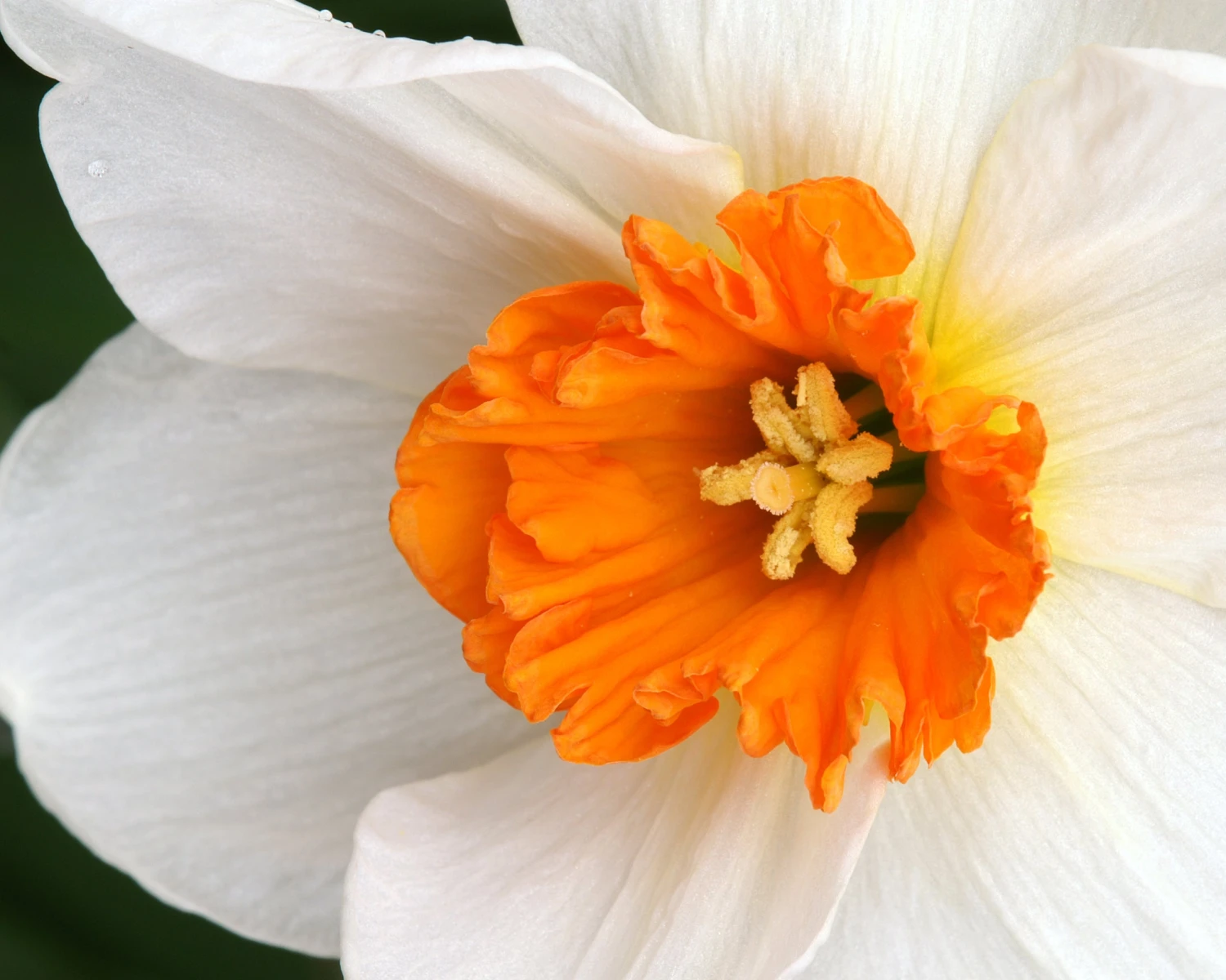 Narcissus 'Barrett Browning' 2 Narcissus 'Barrett Browning' - Image 2