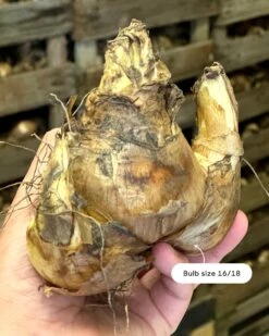 Narcissus 'Barrett Browning' 17 Narcissus 'Barrett Browning' -Plants And Flowers Shop narcissus barrett browning size