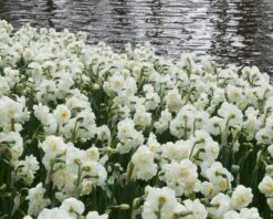 Narcissus 'Bridal Crown' 11 Narcissus 'Bridal Crown' -Plants And Flowers Shop narcissus bridal crown 1