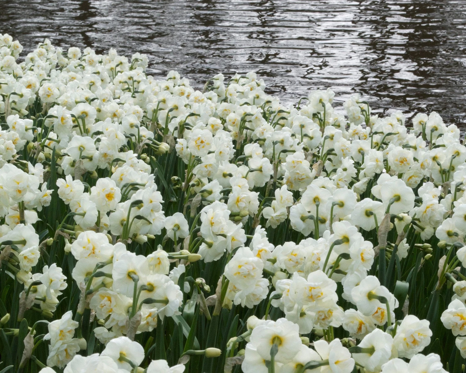 Narcissus 'Bridal Crown' 3 Narcissus 'Bridal Crown' - Image 3