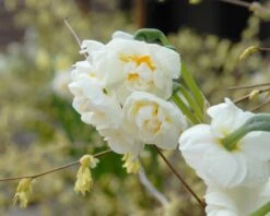 Narcissus 'Bridal Crown' 12 Narcissus 'Bridal Crown' -Plants And Flowers Shop narcissus bridal crown 2