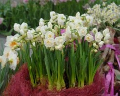 Narcissus 'Bridal Crown' 13 Narcissus 'Bridal Crown' -Plants And Flowers Shop narcissus bridal crown 3